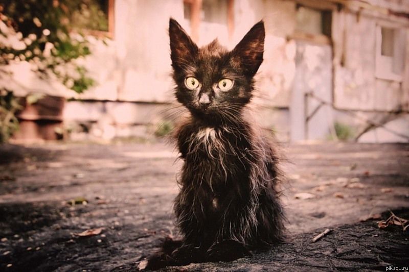 Картинки по запросу фото бездомного котенка
